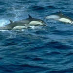 dolphins_012